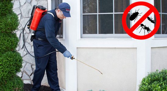 Sincan Kemirgen İlaçlama böcek ilaçlama ve haşere kontrolü — ilaclama-tr.com